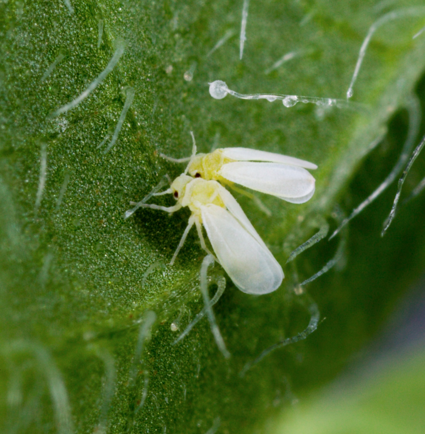 Белокрылка